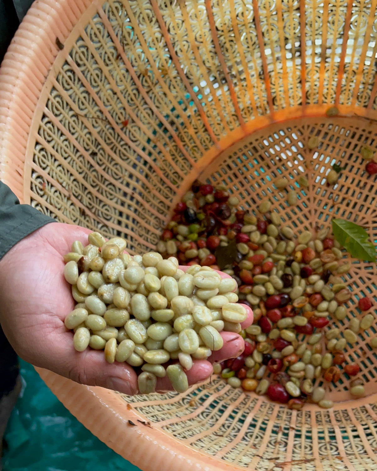 Indonesia Frinsa Estate Weninggalih [Light roast]