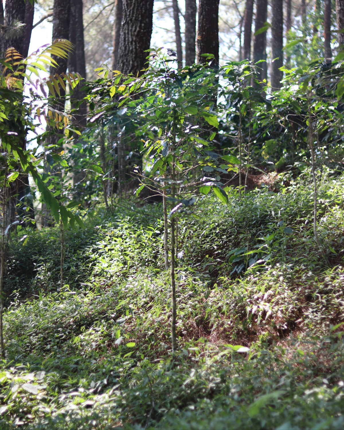 Indonesia Frinsa Estate Weninggalih [Light roast]