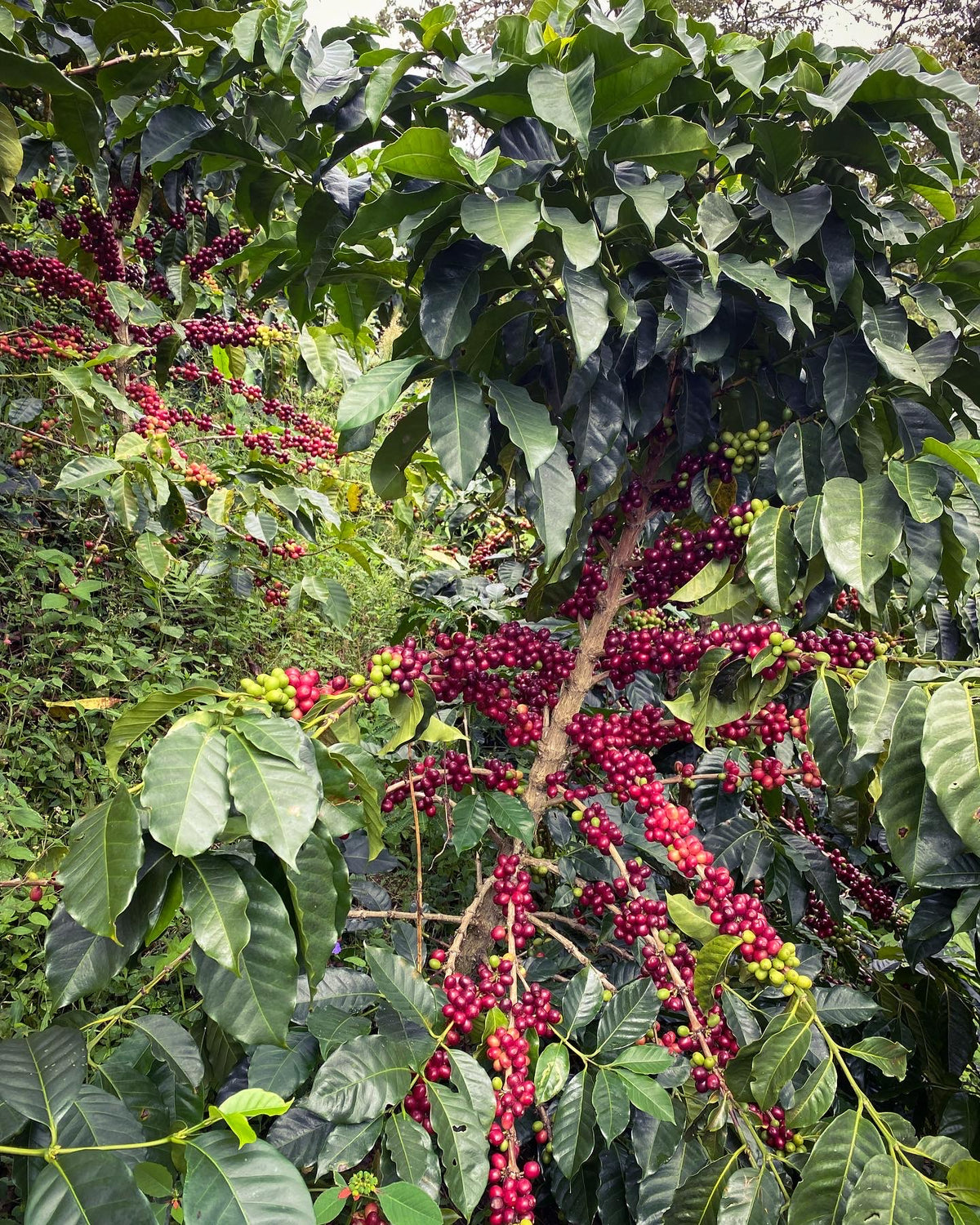 [Premium]Colombia Oscar Hernandez Bourbon Pimienta[Light roast]